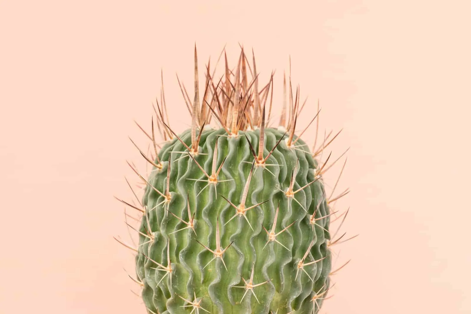 Kaktus Nahaufnahme auf braunem Hintergrund