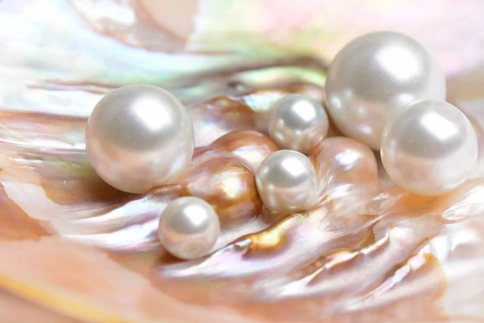 Natürliche Perlen in der Austernschale
