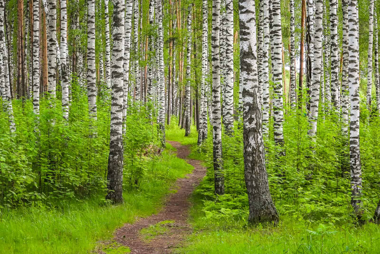 ein Fußweg in einem Birkenwald