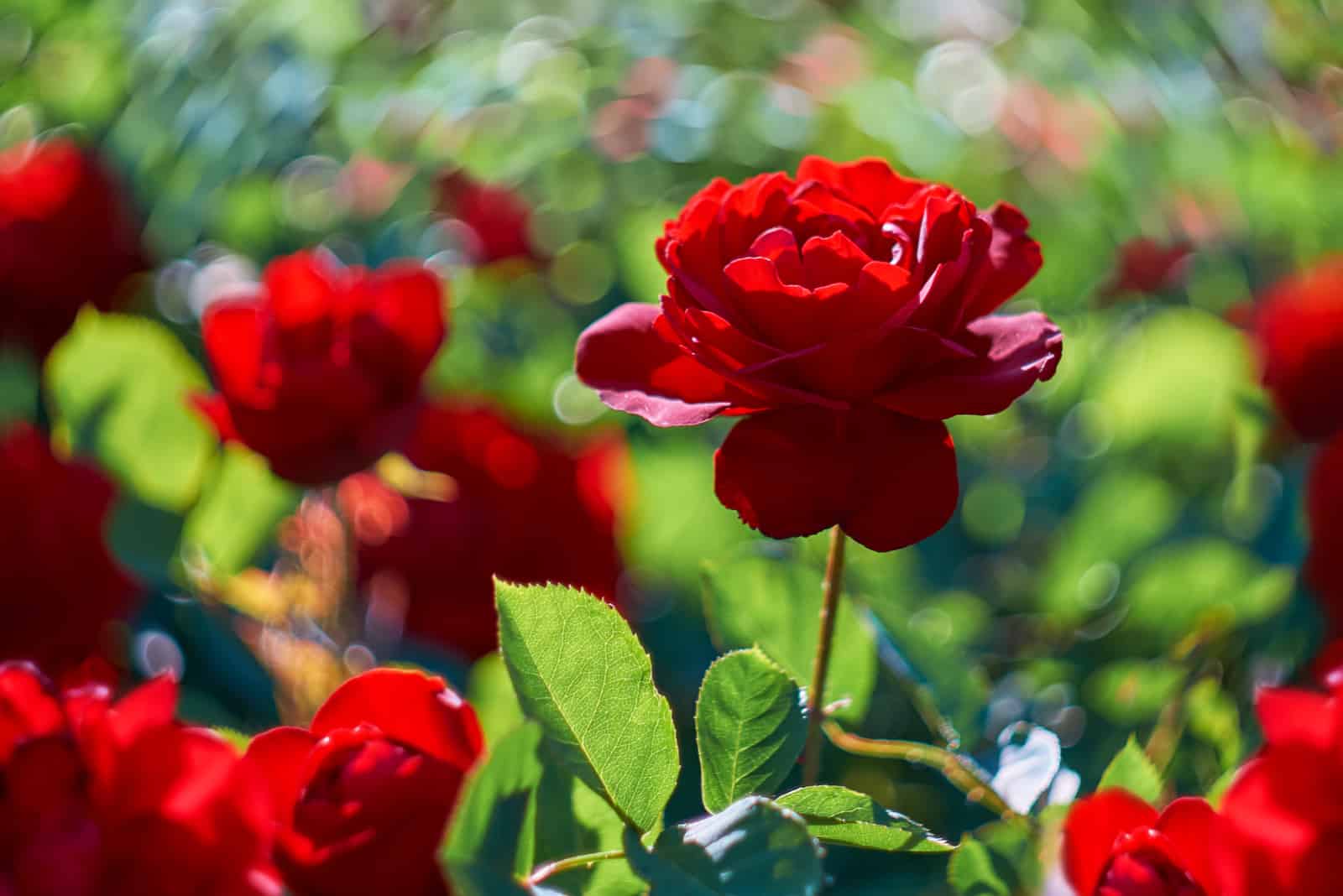 Rote Rosenblume, die im Rosengarten blüht