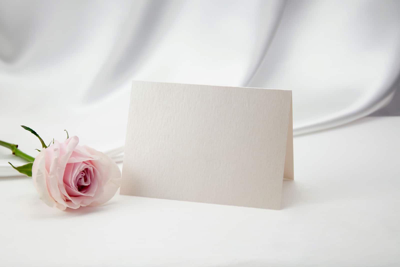 Gruß, Einladung mit rosa Rose auf weißem Hintergrund