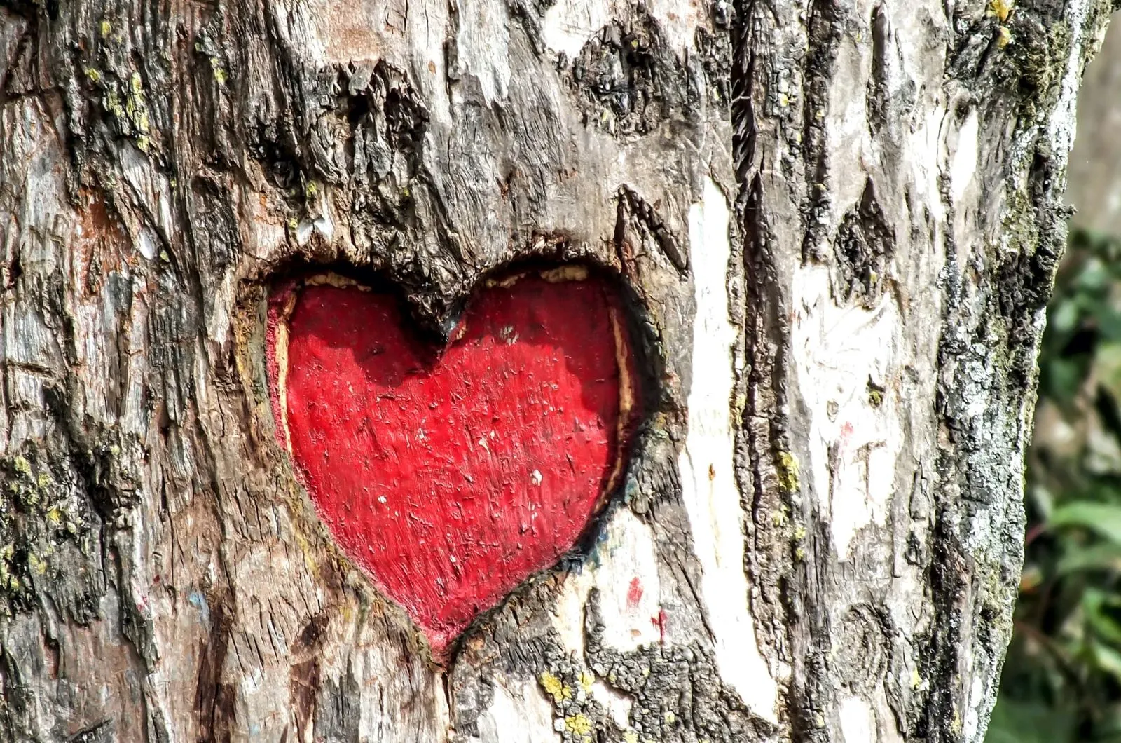Herz in einen Baum gehauen
