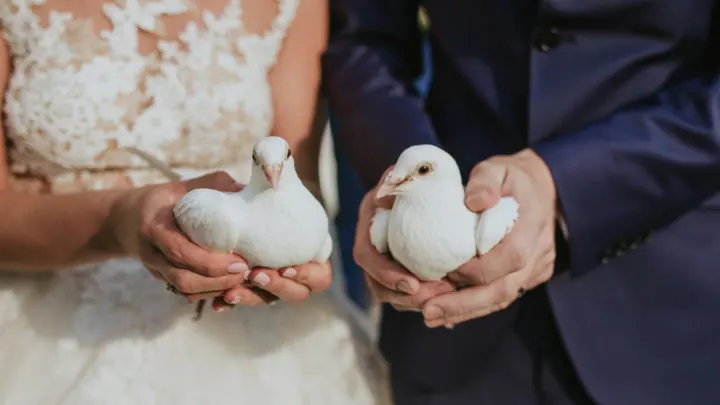 Hochzeitstauben: Romantischer Brauch oder Tierquälerei?