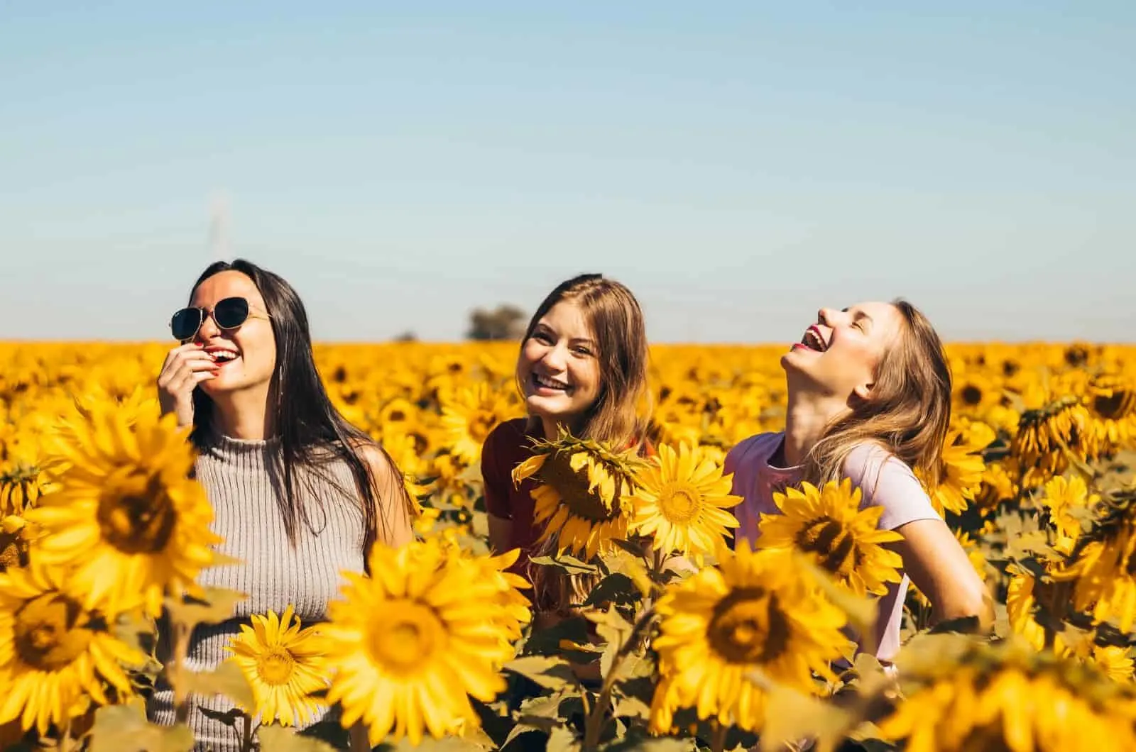 drei Freunde im Sonnenblumenfeld